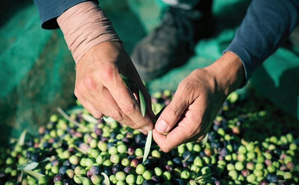 Ege'nin Karakteri: Memecik